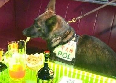 缉毒犬值勤嘴馋 偷吃2根薯条