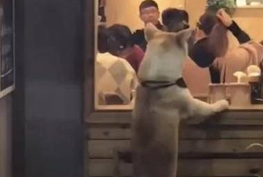 网友每次带狗出去吃饭,都把它栓门外,路人笑岔气