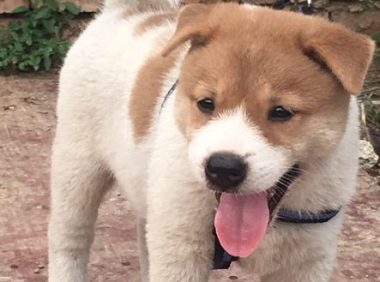 网民带土狗回家,它看啥都感觉奇特,狗:我想留有