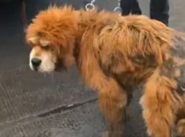 老狗即将被宰杀,小哥心疼立马救下,喂食时狗狗的反应让人鼻酸