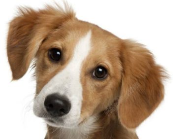 小区的狗关阳台一天叫个不停 | 宠物狗被放露台每天中午叫不停