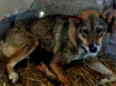 看门狗半夜哀嚎，主人贪睡并没有理会，次日出门一看后悔不已