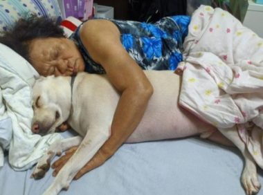 4岁狗成“助眠神器”,阿婆常抱着取暖睡觉,满脸幸福