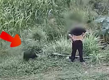 男子被恶狗咬伤后徒手将狗掐死 网友:现实版“武松打虎”