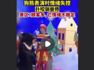 狗熊表演情绪失控扑咬驯兽师 ，景区：顾客多，它情绪不稳定