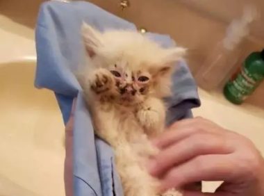 小流浪猫被收养,身体小却威力大,成功当了两只狗狗的老大