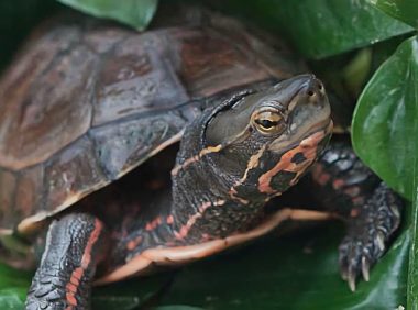 云南闭壳龟身份信息