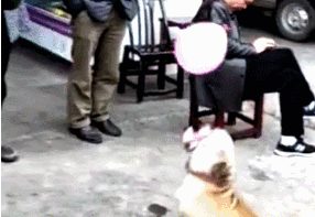 狗狗商场大门口顶气球，顶了十几次，沒有一次气球落地式！