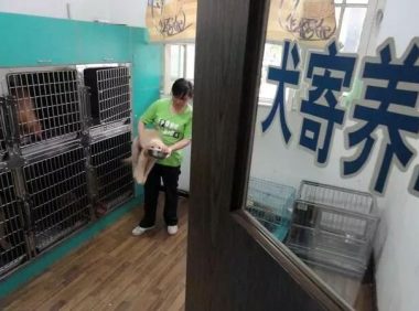 兽医坦诚:这几件事,宠主不要做,会让狗狗伤透心的