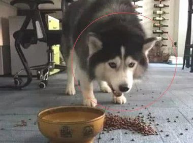 主人踢倒二哈的犬粮,狗狗龇牙大吼,下一秒的行为令人笑喷了