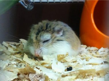 紫衣仓鼠身份信息