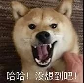 狗狗过年实用攻略!不想鸡飞狗跳,那你一定要仔细看完…
