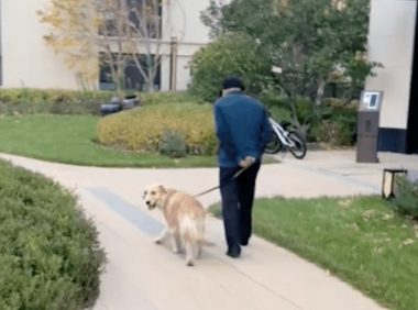 金毛嫌弃爸爸遛狗太慢，从他手中抢来牵引绳递给主人！太聪明了吧