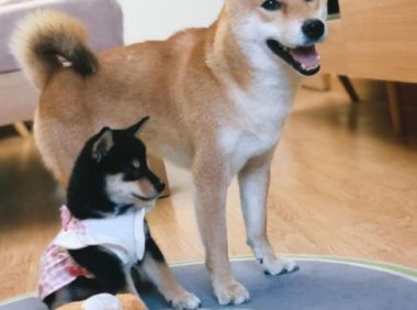 柴犬当上“亲哥哥”以后,它积极照料“亲妹妹”,还带它一块玩