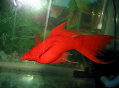 红剑鱼身份信息