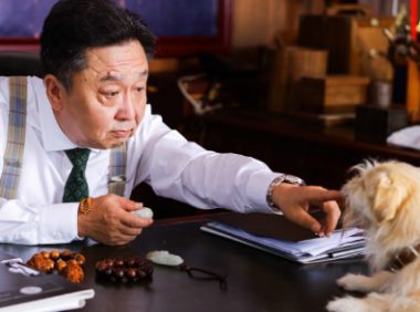 宠物电影《狗果定理》正式上映,你去看了吗?