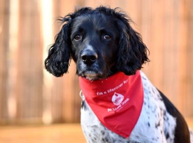 宠物狗也能献血：英国猎犬献血6年