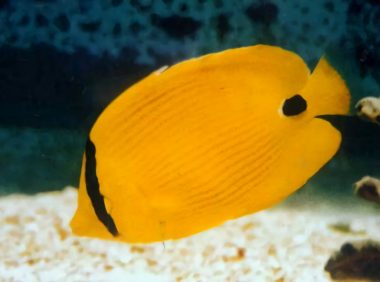 单斑蝴蝶鱼身份信息