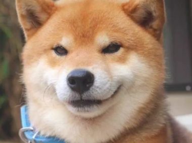 柴犬照镜子后开始不得劲了,还和自身发生争执:里边的家伙快出来!