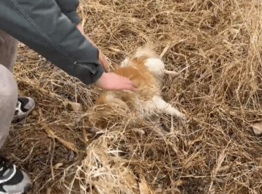 疑似遇到盗狗贼的漂亮博美，因为中毒，狗狗四肢僵硬地躺在荒地上