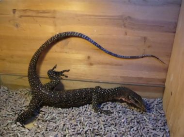 刺尾巨蜥身份信息