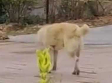 八年的中华田园犬，直到自己生命将尽，悄然离家走……