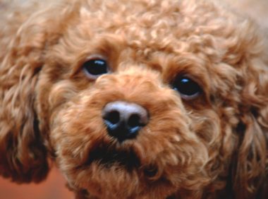 宠物狗被卡旋转门女子倒地哭喊 物业称其违规还不牵绳