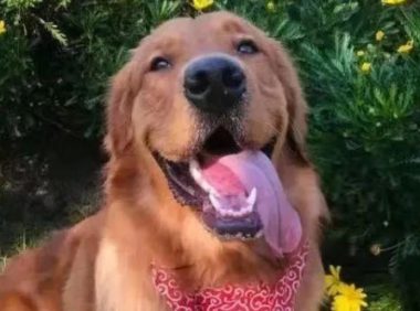 滨州:金毛狗被活活热死,动物医院称自己没过错…..