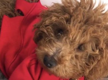 主人模仿网上剪毛方式，狗子却不淡定了：别看某音了！