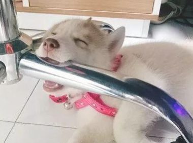 二哈儿时挺一切正常,长大以后却越来越不像狗子了,个人行为言行举止古怪