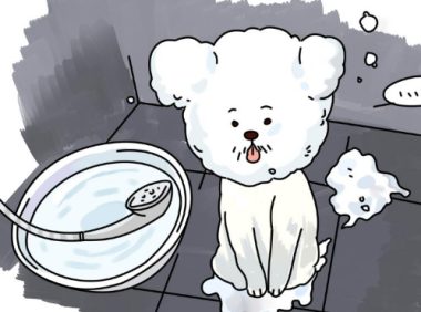 带狗狗去宠物店美容是没必要的?相反,往往还能预防疾病