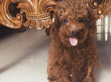 好心人捡到一只泰迪犬,一周后笑着带给主人一个惊喜