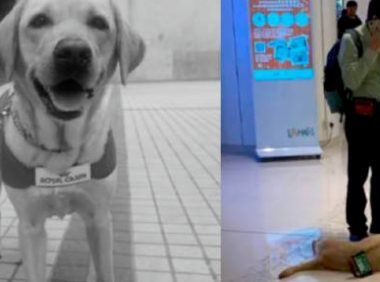香港一导盲犬在商场内晕倒去世,引发社会对视障者和导盲犬的关注和反思