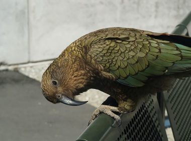 啄羊鹦鹉身份信息