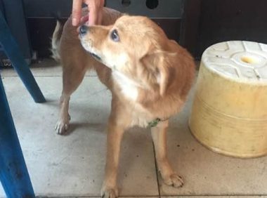 流浪犬被热心人收养，还认为有一个长期饭票，殊不知二天后又沦落街边