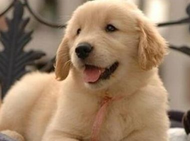 主人喂狗狗吃了个鸡翅,做完家务一看,狗狗已倒地不起,咋回事?