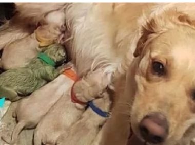 母狗生下宝宝，可当母狗看见狗宝宝后，瞬间望着主人怀疑狗生