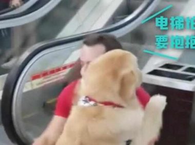 快一百斤大金毛怕坐电梯,要小哥抱抱才敢上:你说你丢不丢狗?