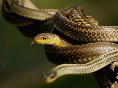 滑鼠蛇身份信息