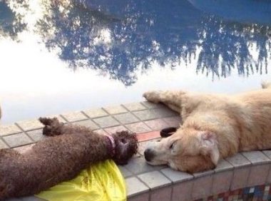 大妈遛爱犬 因喷水池漏电人狗一起触电身亡