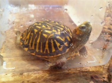 北部锦箱龟身份信息