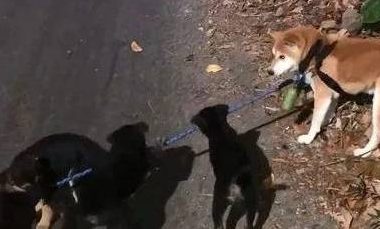 柴犬散步被小黑狗围攻，结果它的反应笑喷了