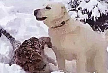 狗狗在郊外救了一只小老虎,可是当狗狗年纪大了之后,风格却彻底发生变化