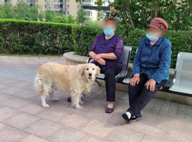 记者走访：遛狗不栓绳仍存在 市民可打110举报，不拴绳处罚200元