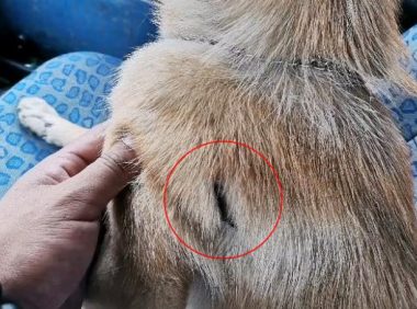 网红狗狗走失两天后,自己回到主人身边,还带回一身伤