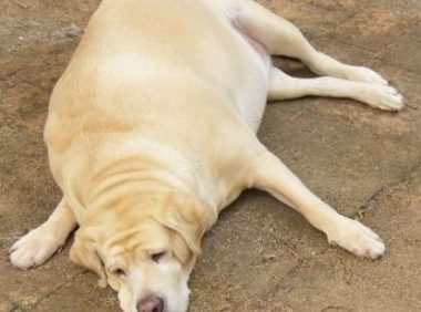 家犬越来越胖,主人偷偷跟踪,发现它竟冒充流浪狗骗吃骗喝