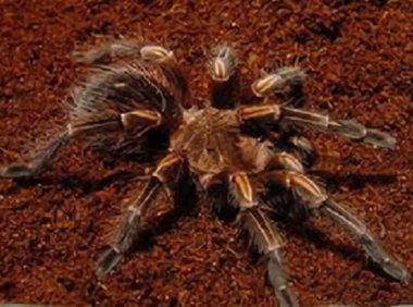 秘鲁金铜身份信息