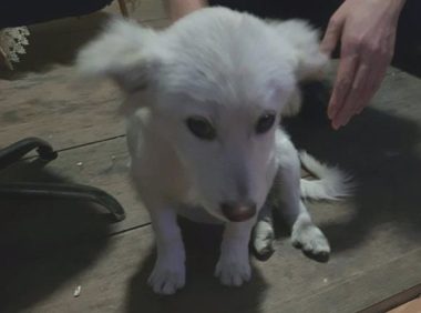 主人回家没带去狗儿，此后它就刚开始流浪，这一刻女生再不忍心