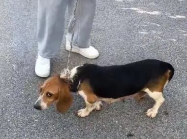 比格犬也难免沦为烂脖子交易品,狗主:想养狗就买,不养就卖