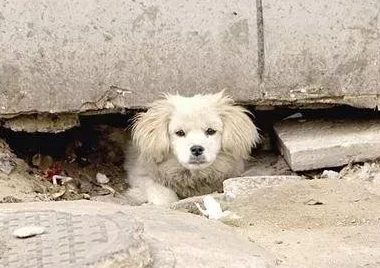 流浪狗过世后没有人搭话,发觉它的遗体下竟藏着……